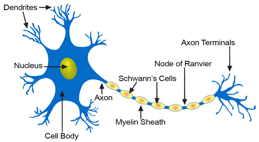 _images/neuron.png